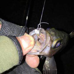 寒い夜でも釣果は激アツ