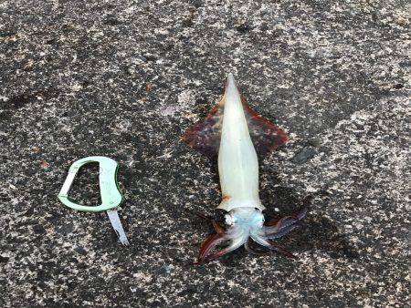 ヤリイカいい感じです。（＾ν＾）