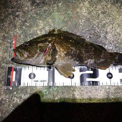 初場所で尺タケノコ