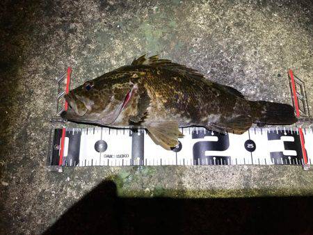 初場所で尺タケノコ