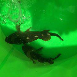 もちもちくんやったよ