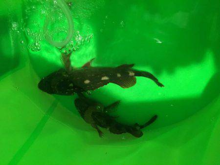 もちもちくんやったよ