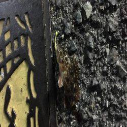 ミニサイズのガシラのみ。。