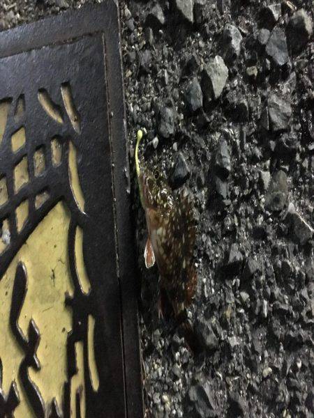 ミニサイズのガシラのみ。。