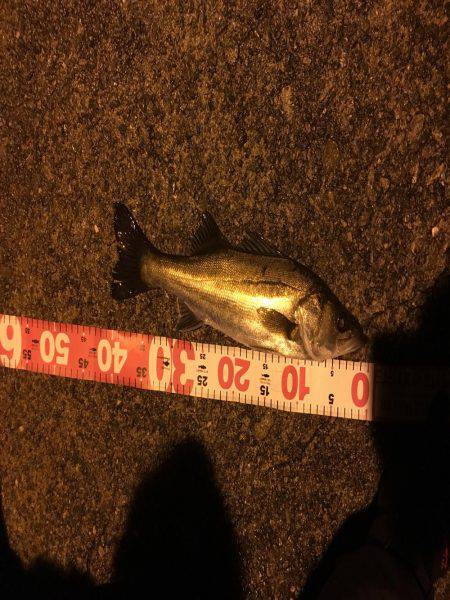 北公園でシーバス