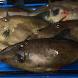 五目&ヤリイカのリレー便