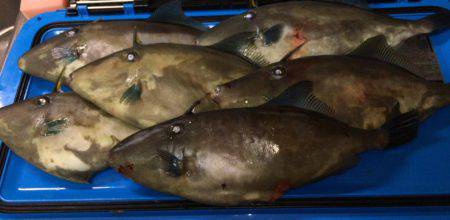 五目&ヤリイカのリレー便