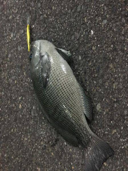 またまたミノーでグレ！