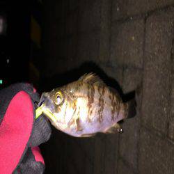 雪の日は釣れると聞きましたが…メバリング