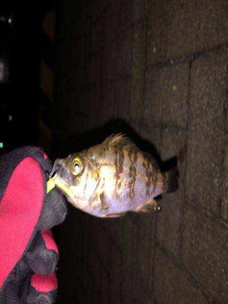 雪の日は釣れると聞きましたが…メバリング