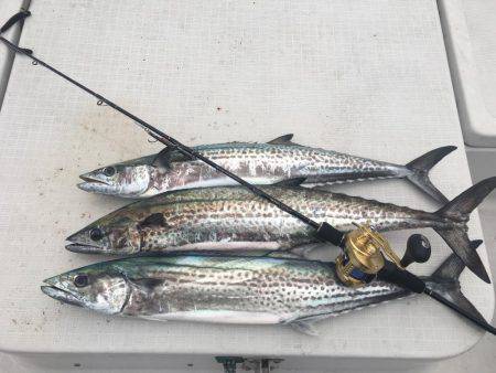 短時間釣行 サワラ