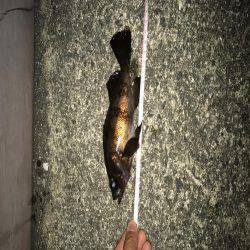 メバリングはじめて３回目の釣行