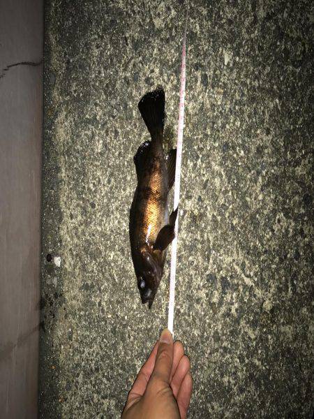 メバリングはじめて３回目の釣行