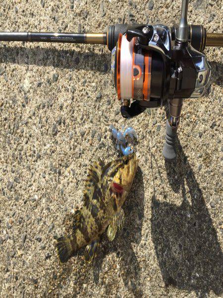 ロックフィッシュ