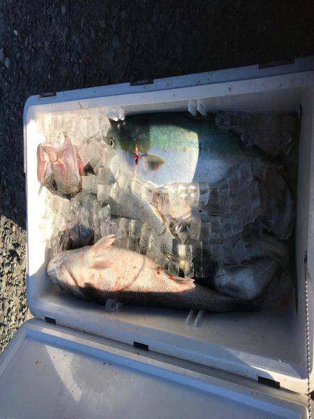 トーバスジギング