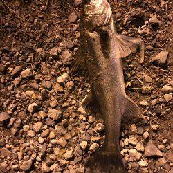 霞埠頭でシーバス