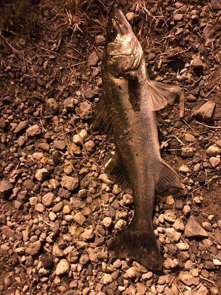 霞埠頭でシーバス