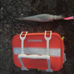 ヤリイカエギング