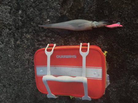 ヤリイカエギング