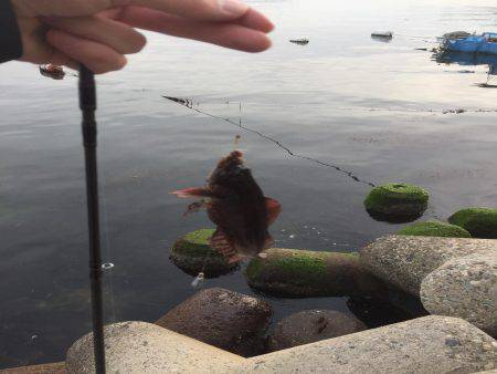 なんとかアイナメ2匹