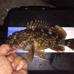 久しぶりのガッシー