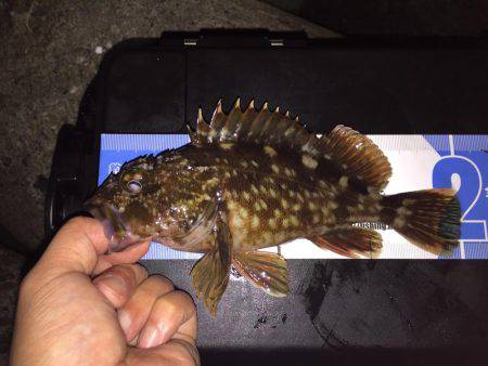 久しぶりのガッシー