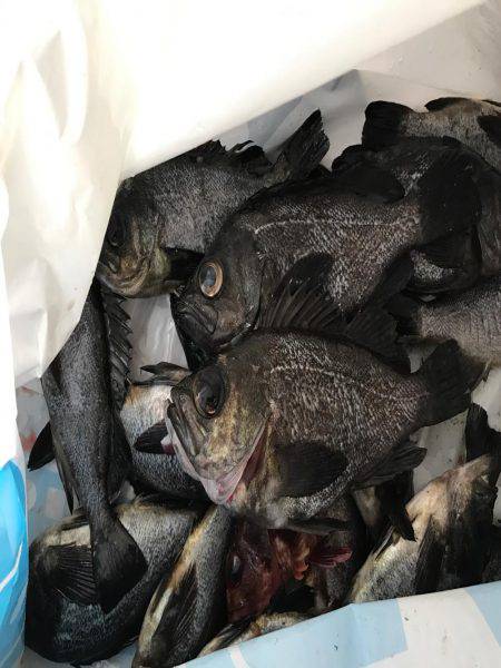 メバル  夜釣り  リタックル