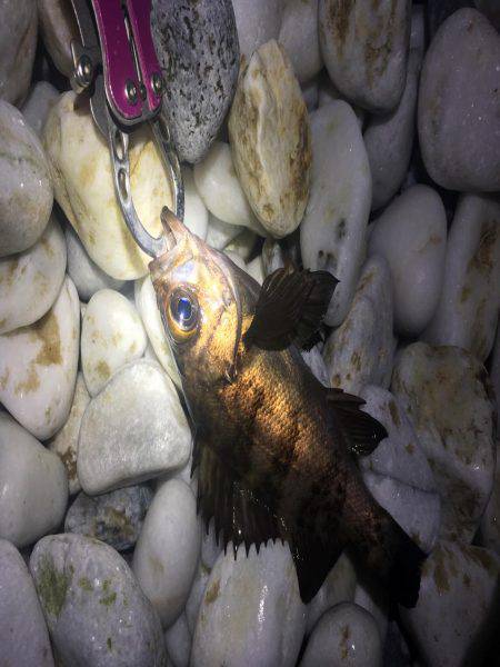 泉南サーフでメバリング！