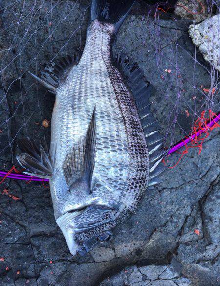 音海沖磯釣果！