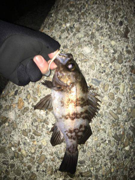 久々のメバリング