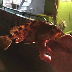 チビカサゴとチビアジ