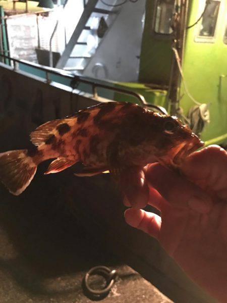 チビカサゴとチビアジ