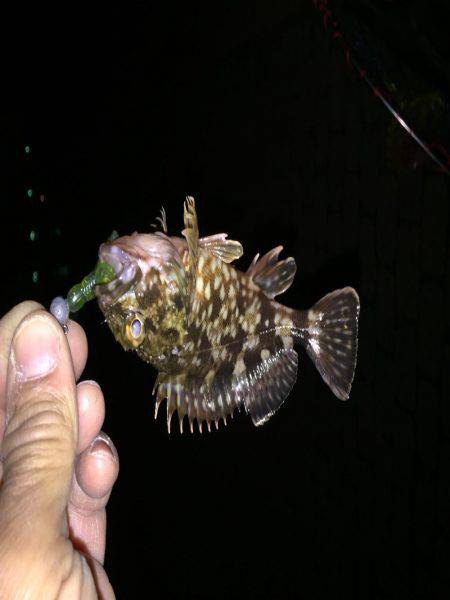 根魚ポイント開拓