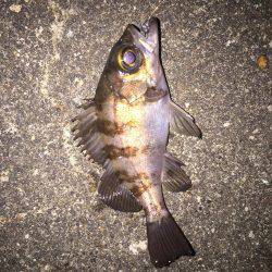 強風メバリング