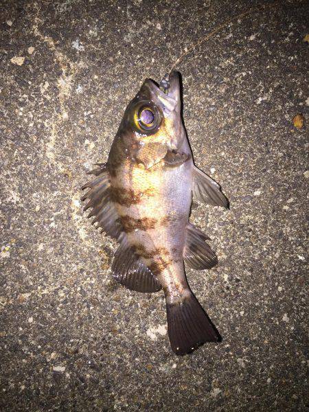 強風メバリング