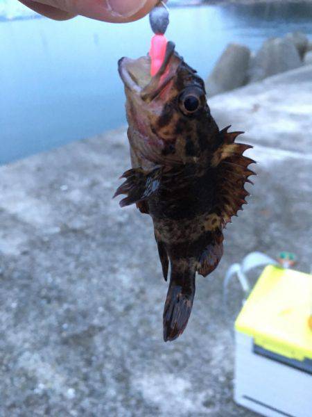 福泊でメバリングのはずが…