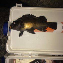 淡路島メバリング