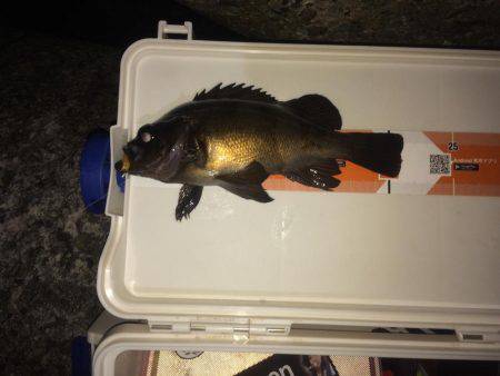 淡路島メバリング