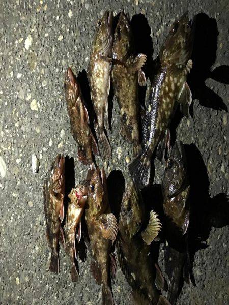 忠岡ホクシン前で穴釣り