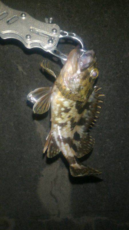 久々ライトゲーム