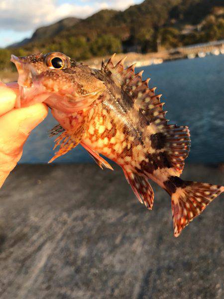 チビカサゴとチビフグ