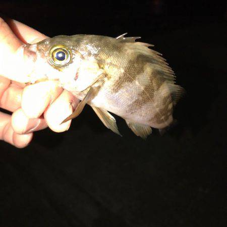 ちびメバルGet!!