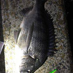 バチ抜けシーバス