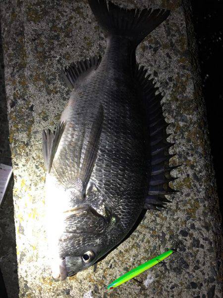 バチ抜けシーバス