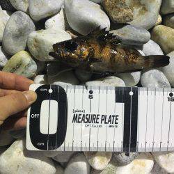 ゴロタフロートメバル！