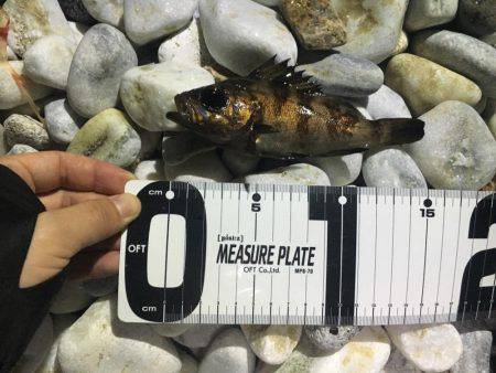 ゴロタフロートメバル！