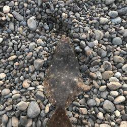 久しぶりの釣果