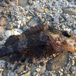 遠征メバリング