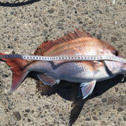 チヌ狙いが真鯛に