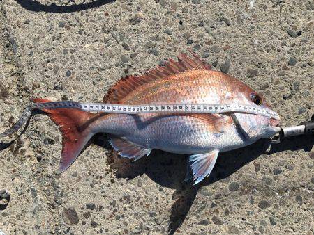 チヌ狙いが真鯛に